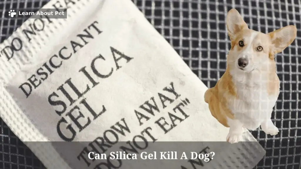 Can silica gel kill a dog