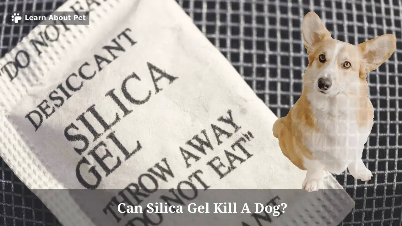 Can Silica Gel Kill A Dog? 9 Clear Side Effects Of Dog Eating Silica Gel