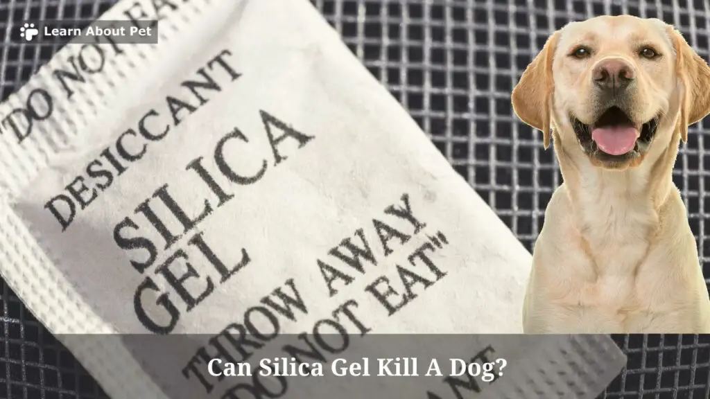 Can silica gel kill a dog slowly