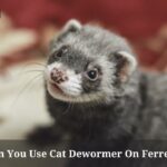 Can You Use Cat Dewormer On Ferrets? (7 Clear Facts) Can You Use Cat Dewormer On Ferrets