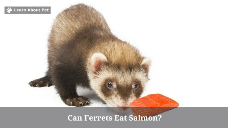 Can Ferrets Eat Salmon? (7 Interesting Facts) - 2023