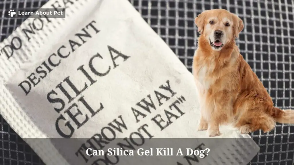Can silica gel kill a dog