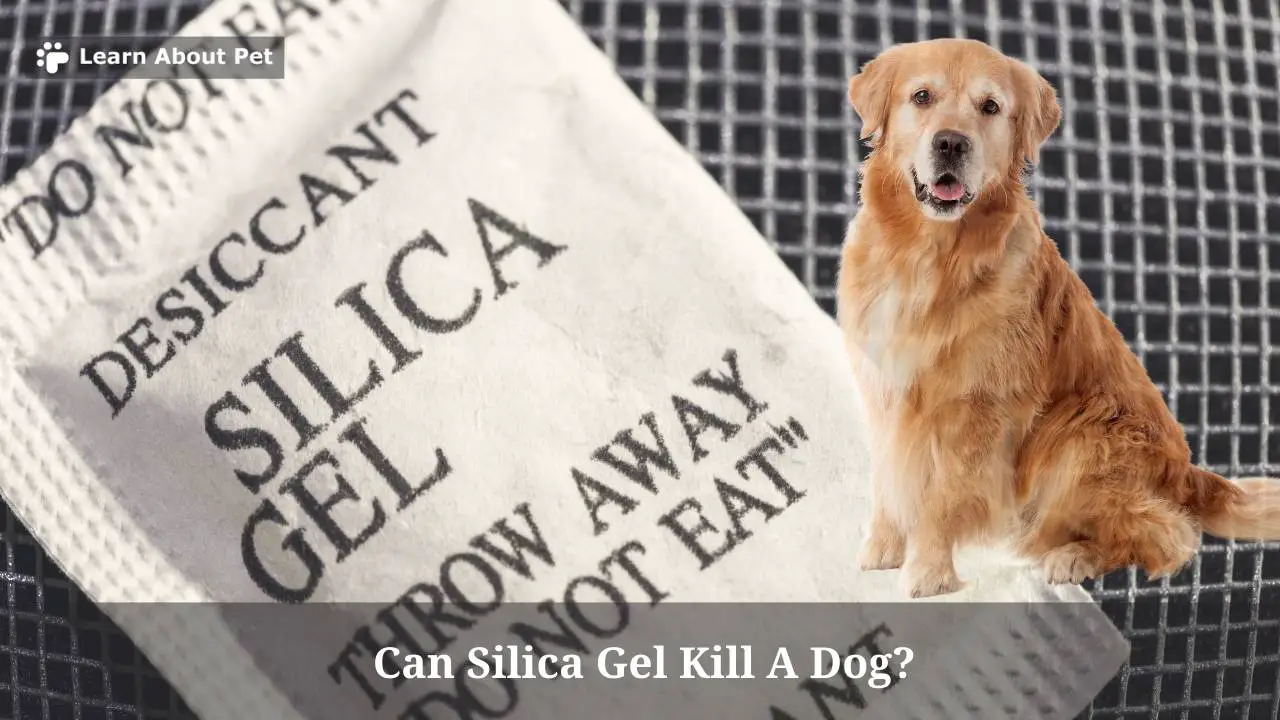 Can Silica Gel Kill A Dog? 9 Clear Side Effects Of Dog Eating Silica Gel