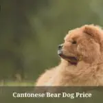 Cantonese Bear Dog Price & Characteristics : (9 Cool Facts)