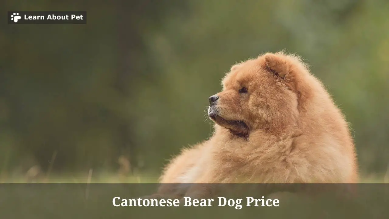 Cantonese Bear Dog Price & Characteristics (9 Cool Facts)