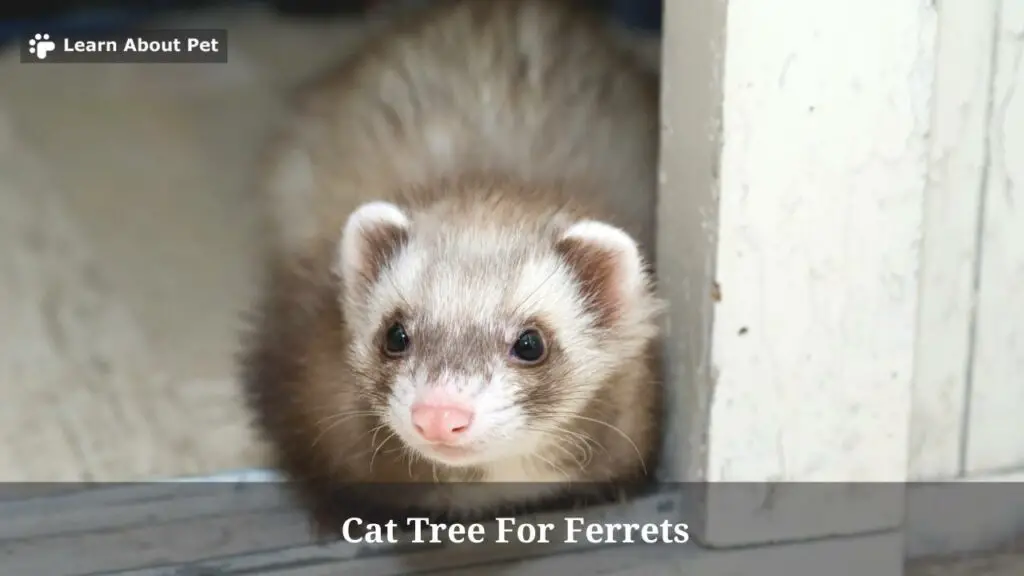 Cat tree for ferrets
