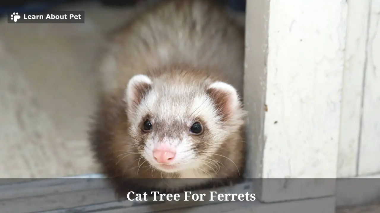 Cat Tree For Ferrets : Should I Get My Ferrets A Cat Tree? 5 Clear Facts