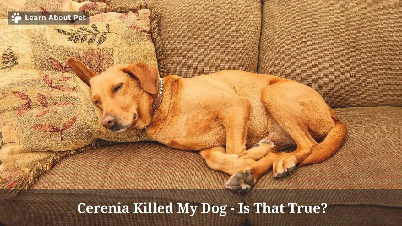 Cerenia Killed My Dog Is That True? 7 Important Facts 2023