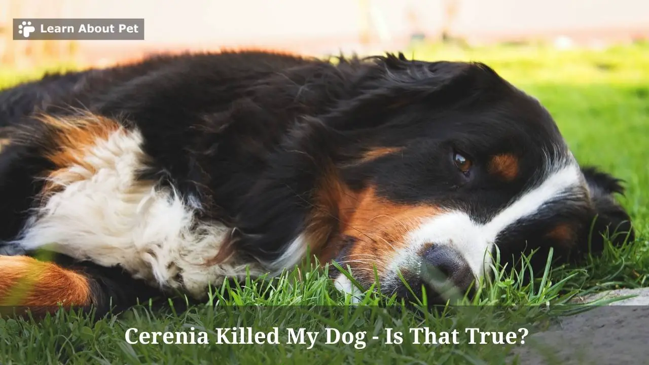 Cerenia Killed My Dog Is That True? 7 Important Facts 2023
