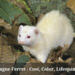 Champagne Ferret