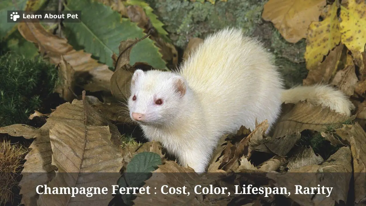 Champagne Ferret :3 Cute Pics, Cost, Color, Lifespan, Rarity