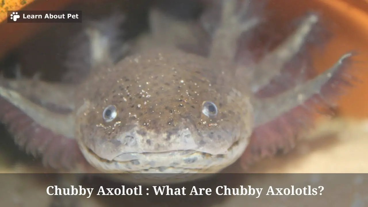 Chubby Axolotl : What Are Overweight Axolotls? 5 Clear Facts