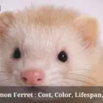 Cinnamon Ferret : 3 Cute Pics, Cost, Color, Lifespan, Rarity