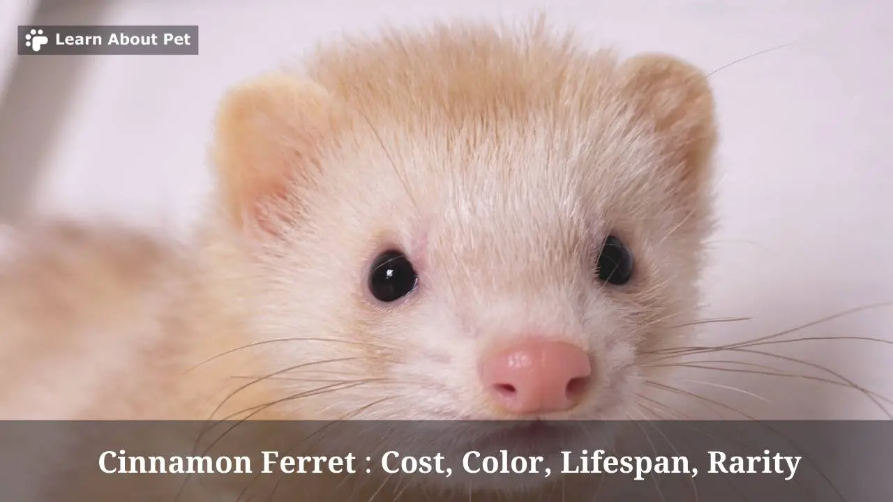 Cinnamon Ferret 3 Cute Pics, Cost, Color, Lifespan, Rarity