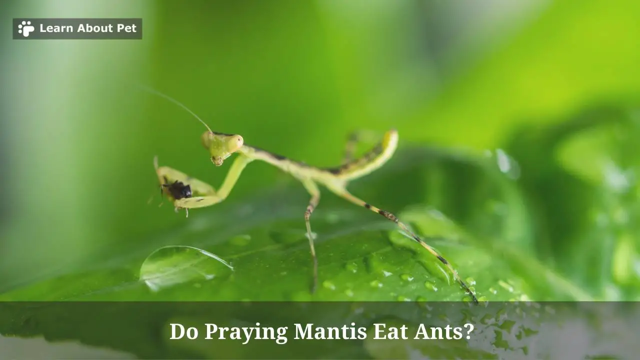 Do Praying Mantis Eat Ants? (7 Natural Health Facts) - 2023