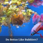 Do Bettas Like Bubblers