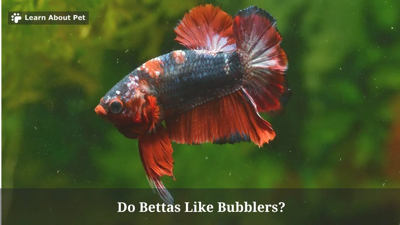 Do Bettas Like Bubblers? (7 Interesting Facts) 2023