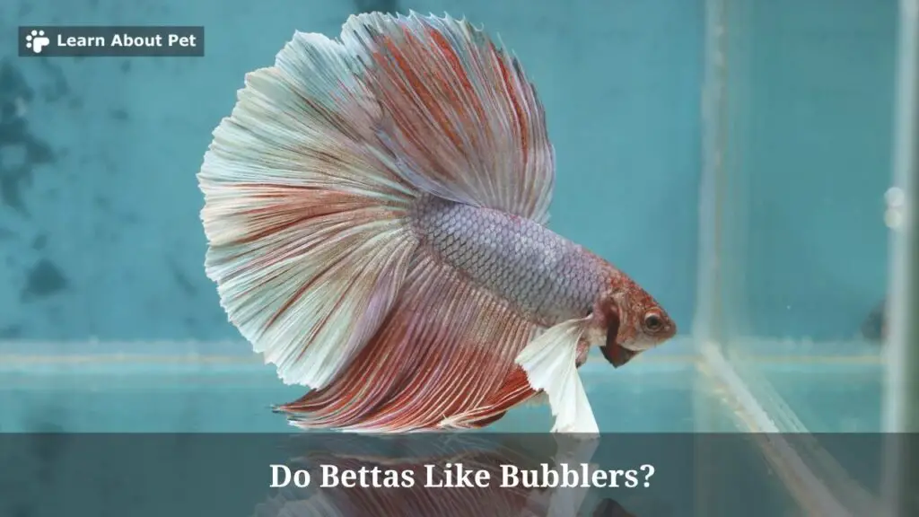 Do Bettas Like Bubblers? (7 Interesting Facts) - 2023