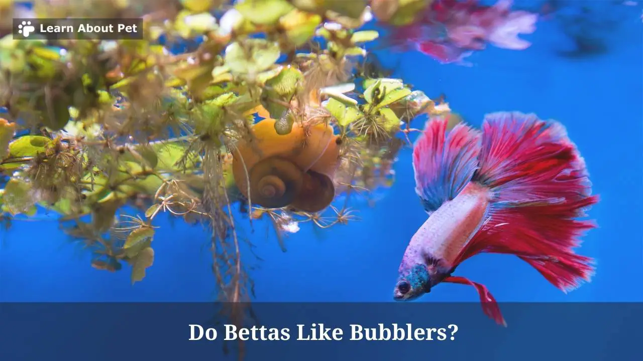 Do Bettas Like Bubblers? (7 Interesting Facts) 2023