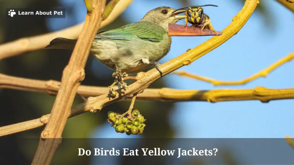 Do birds eat yellow jackets