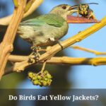 Do Birds Eat Yellow Jackets? (9 Interesting Facts)