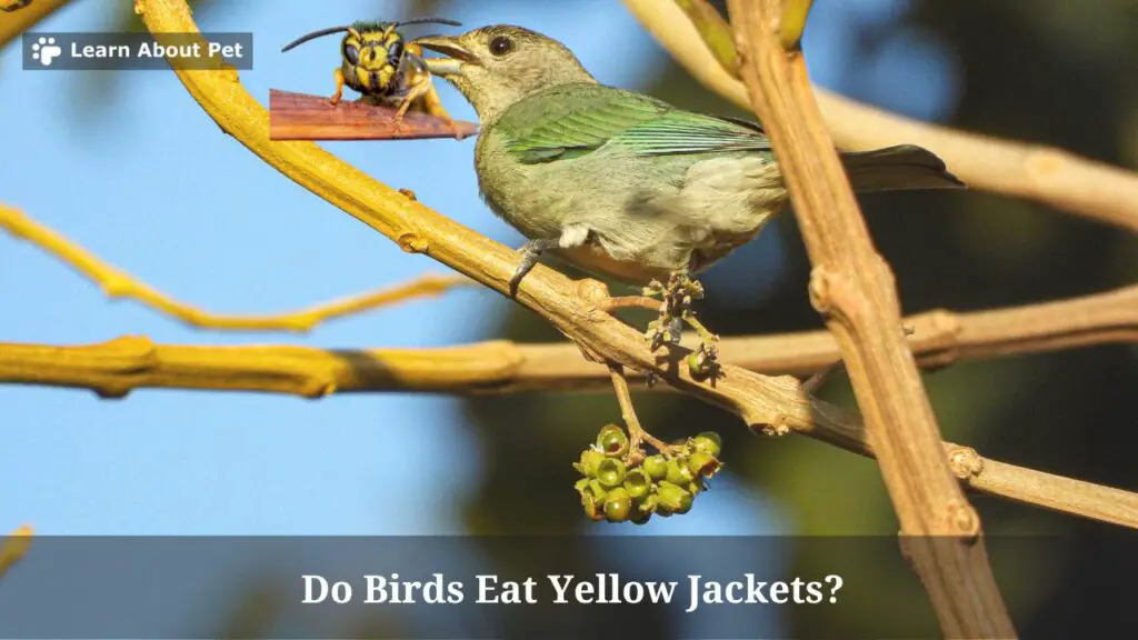 Do birds eat yellow jackets