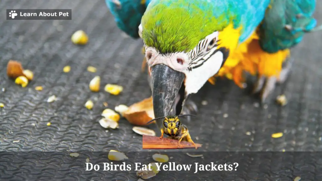 Do birds eat yellow jackets