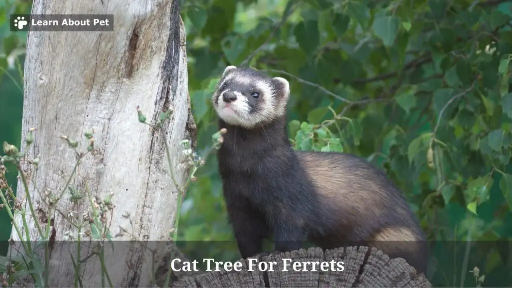 Cat tree for ferrets