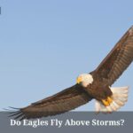 Do Eagles Fly Above Storms? (7 Interesting Facts) Do Eagles Fly Above Storms
