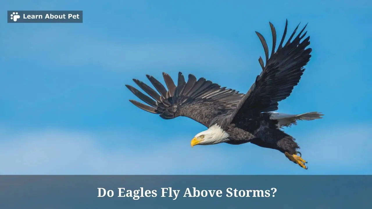 Do Eagles Fly Above Storms? (7 Interesting Facts) 2023