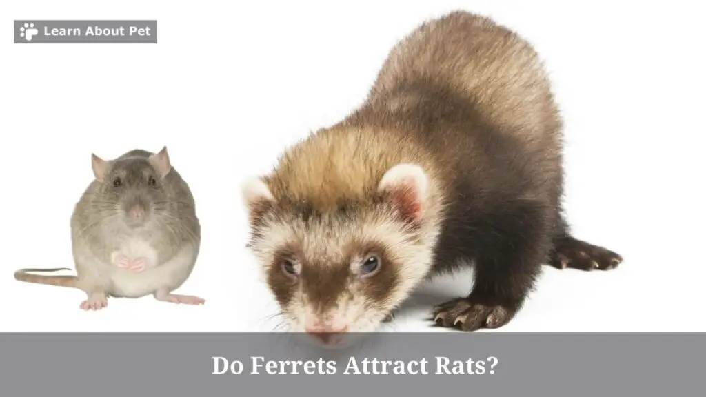 Do ferrets attract rats