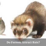 Do Ferrets Attract Rats? (7 Interesting Facts) Do Ferrets Attract Rats