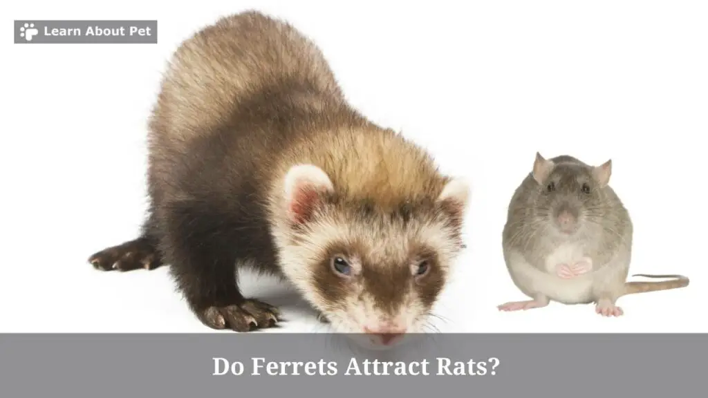 Do ferrets attract rats