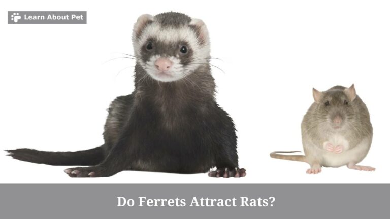 Do Ferrets Attract Rats? (7 Interesting Facts) - 2023