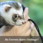 Do Ferrets Have Feelings? (7 Interesting Facts)