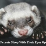 Do Ferrets Sleep With Their Eyes Open