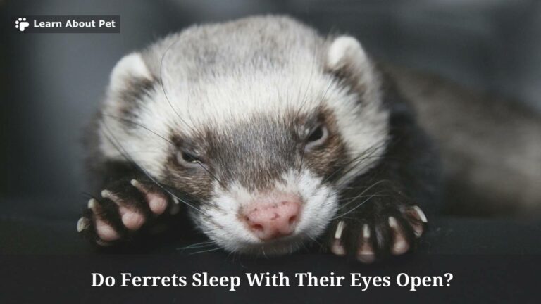 Do Ferrets Sleep With Their Eyes Open? (7 Cool Facts) - 2023