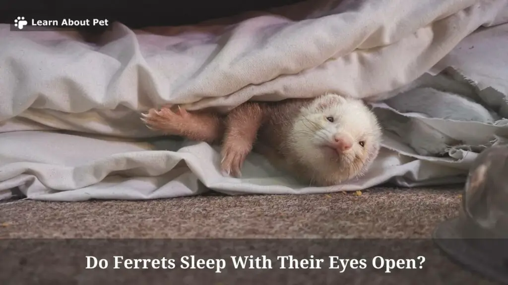 Do ferrets sleep with their eyes open