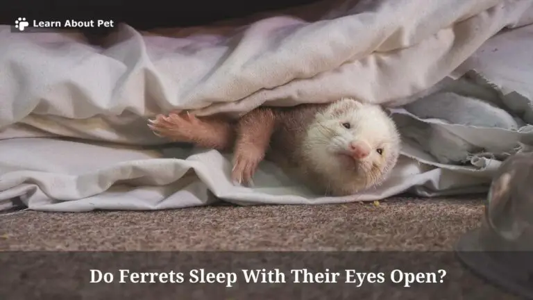 Do Ferrets Sleep With Their Eyes Open? (7 Cool Facts) - 2023