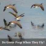 Do Geese Poop When They Fly? (7 Clear Facts)