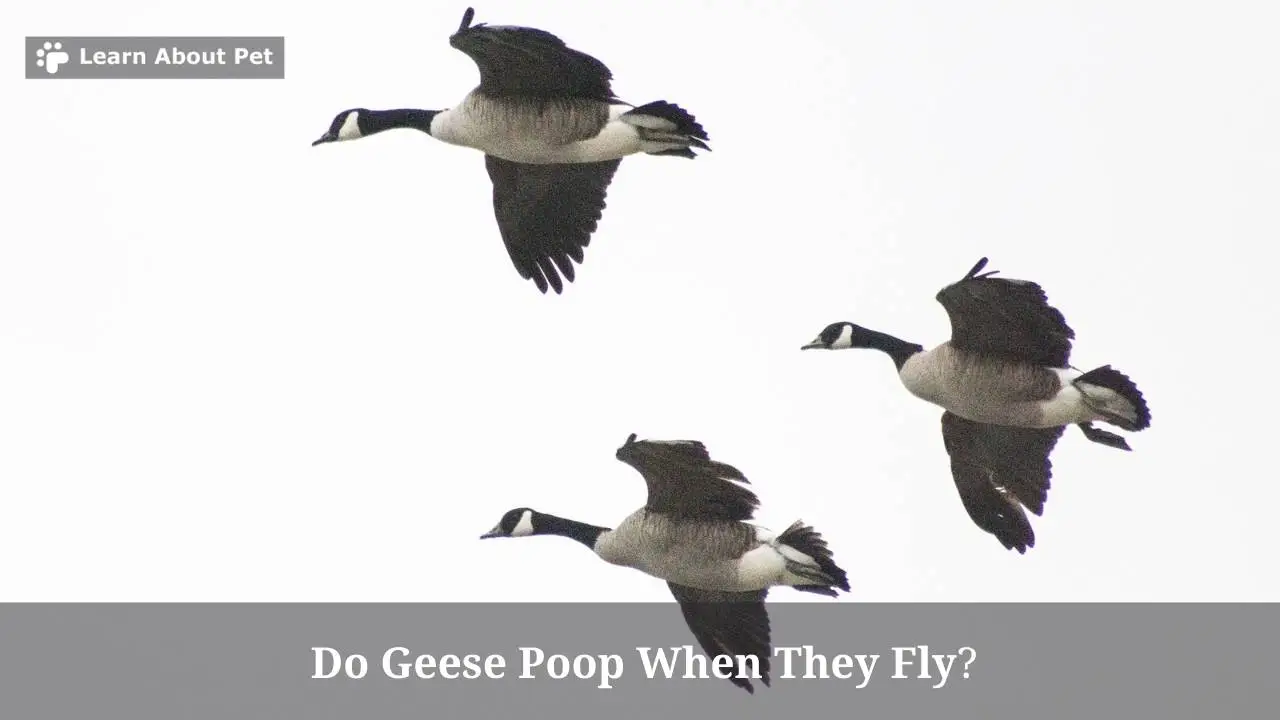 Do Geese Poop When They Fly? (7 Clear Facts) 2024
