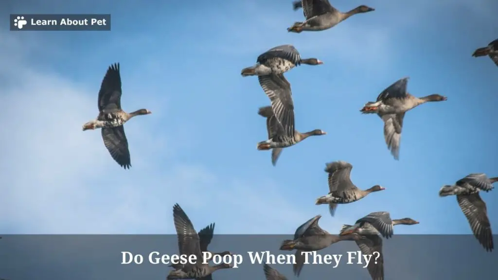 Do Geese Poop When They Fly? (7 Clear Facts) 2024