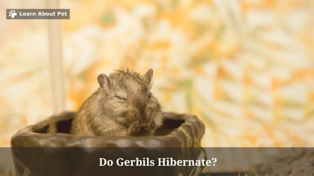 Do gerbils hibernate