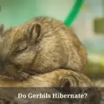 Do Gerbils Hibernate? (7 Interesting Facts)