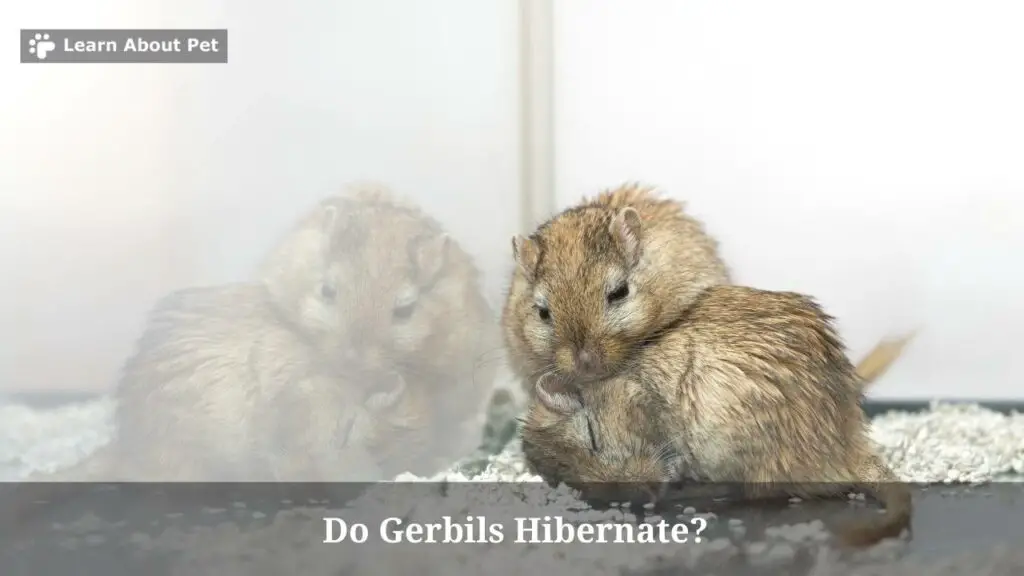 Do gerbils hibernate