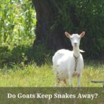 Do Goats Keep Snakes Away