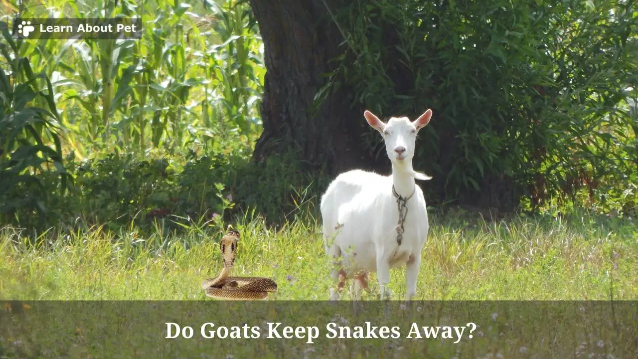 Do Goats Keep Snakes Away? (7 Clear Facts) 2023