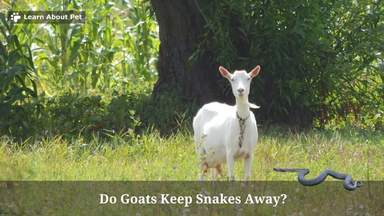 Do Goats Keep Snakes Away? (7 Clear Facts) 2023