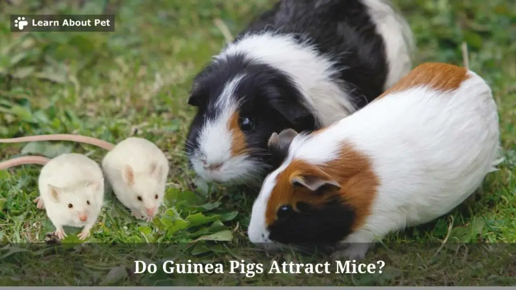 Do Guinea Pigs Attract Mice? (5 Clear Facts) - 2023