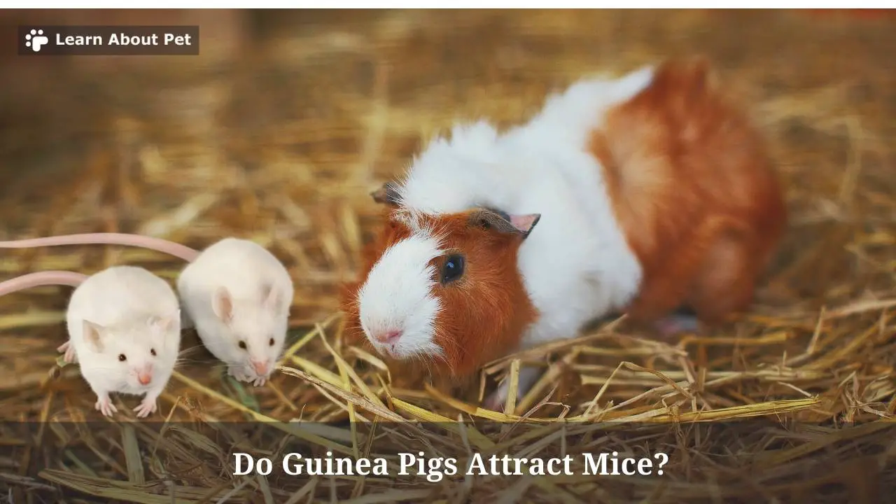 Do Guinea Pigs Attract Mice? (5 Clear Facts) 2023